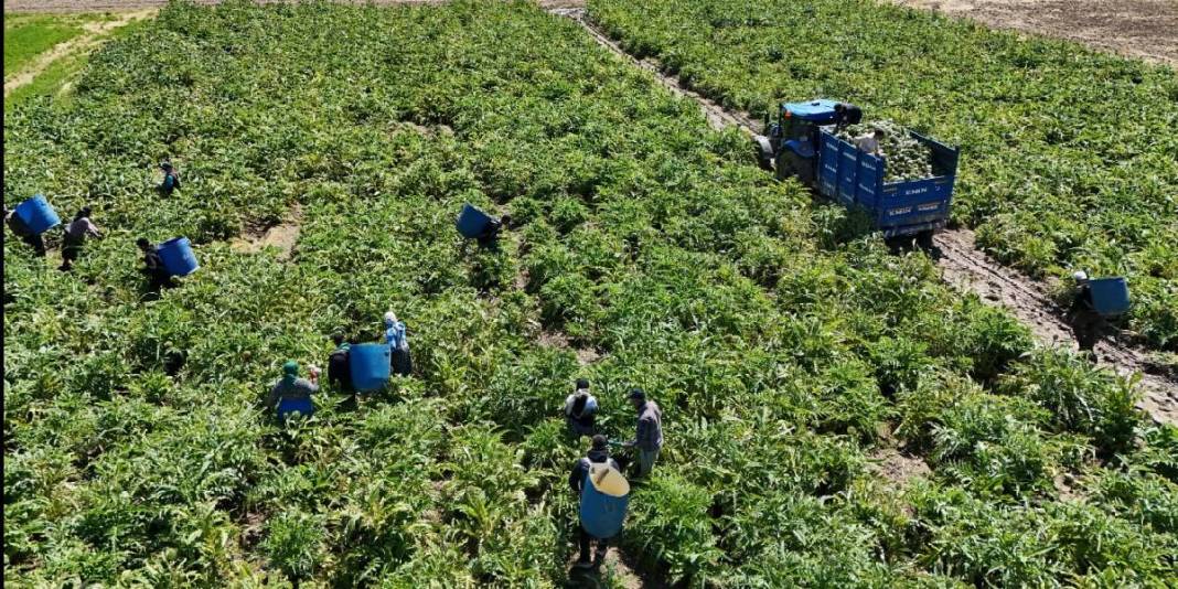 Sarraf altını onlar bıçağı işliyor! Yeşil elmas mesaisinin getirisi asgari ücreti 4’e katlıyor 3